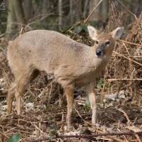 Chinese Water Deer